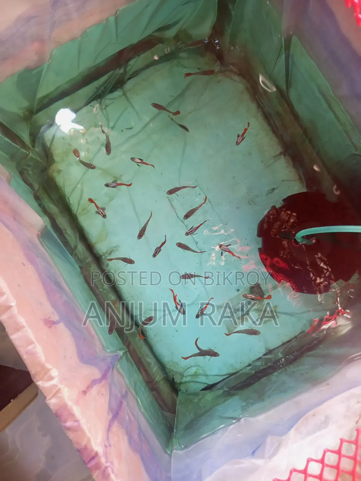 RTP Guppy for sale