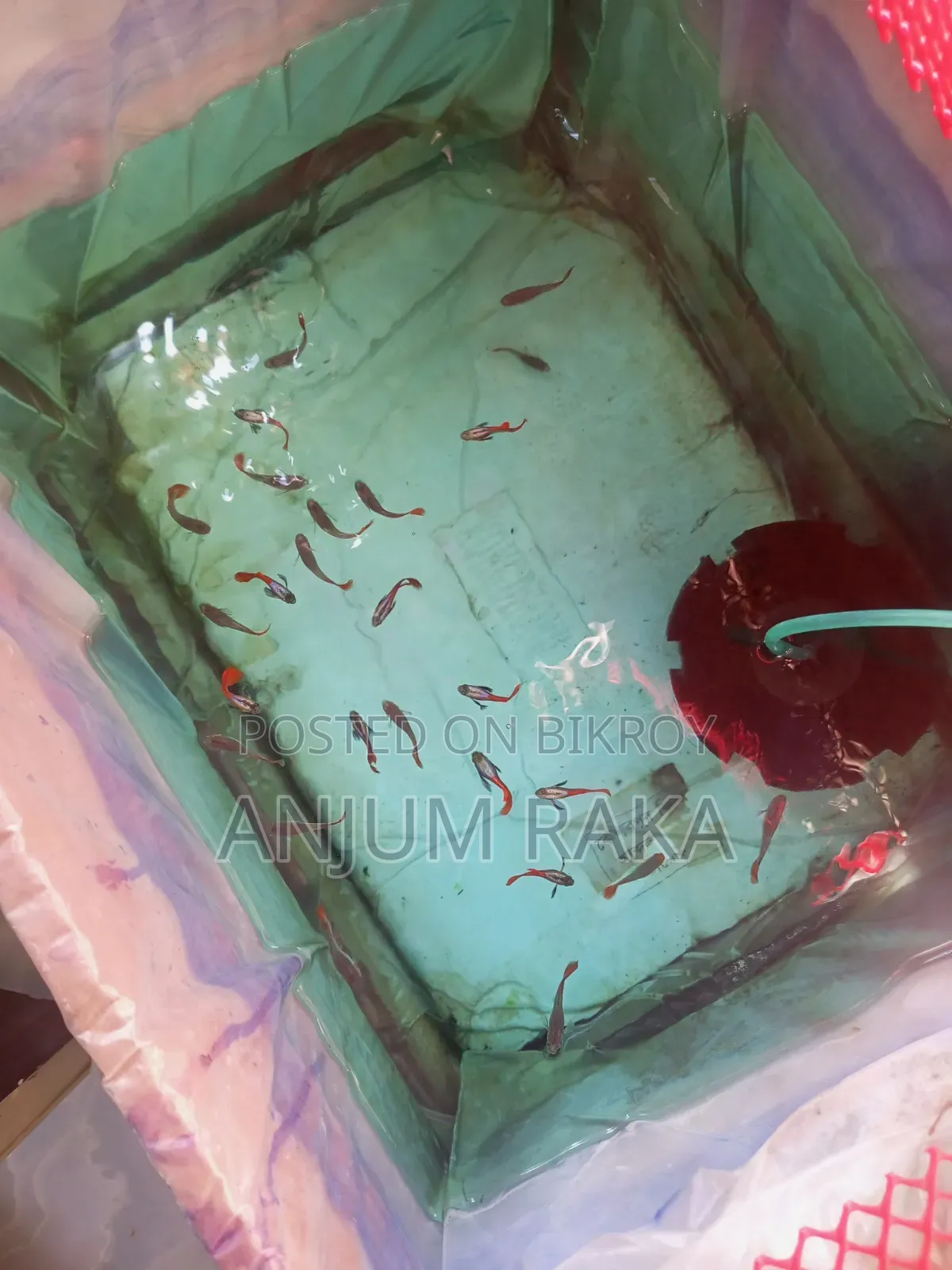 RTP Guppy for sale
