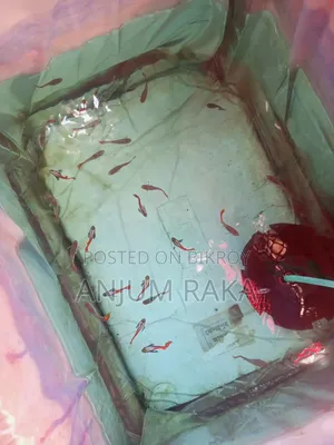 RTP Guppy for sale