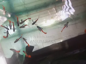 RTP Guppy for sale