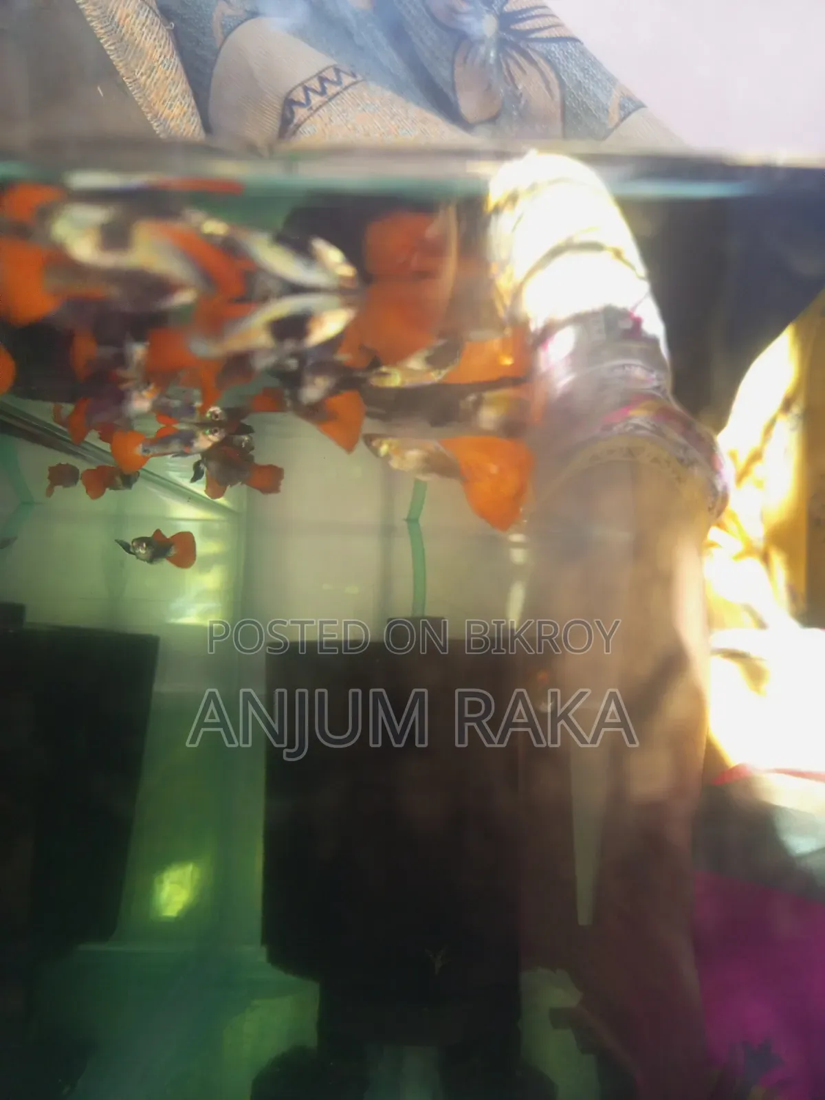 RTP Guppy for sale