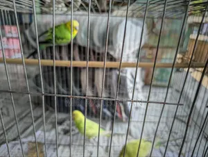 Budgerigar bird