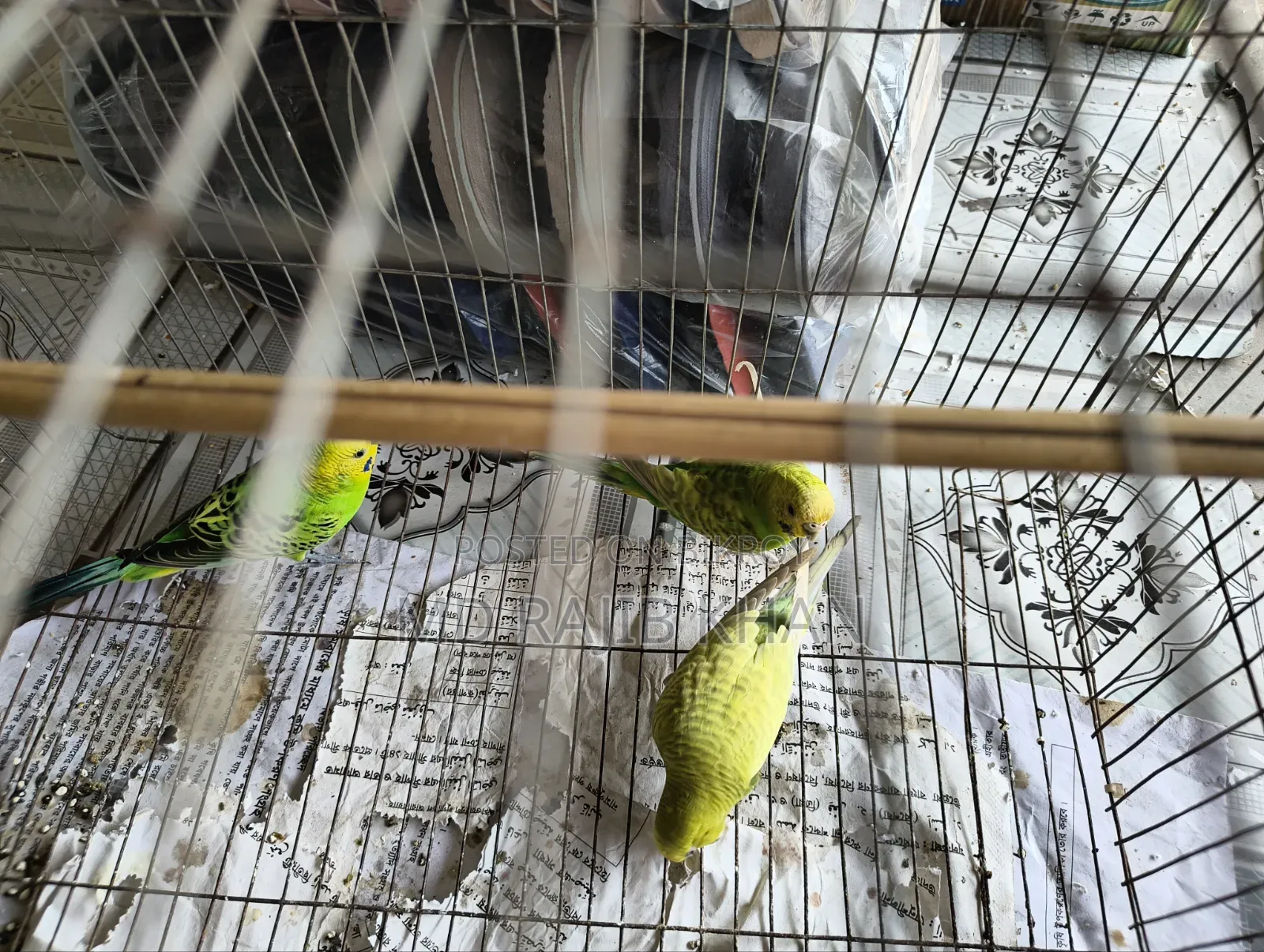 বাজিগার পাখি