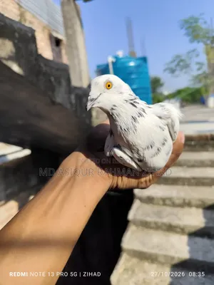 Running Giribaj Male Pigeon