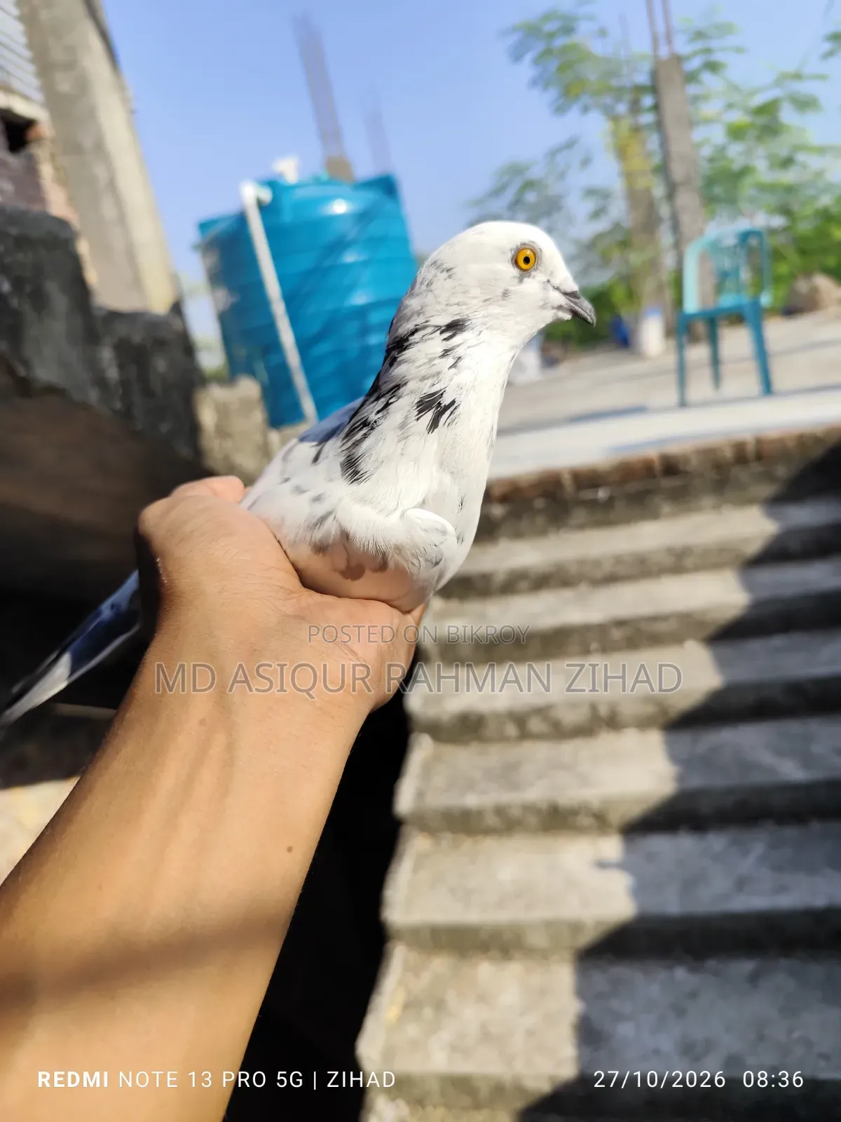 রানিং গিরিবাজ নর