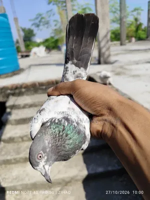 Teddy Female Pigeon