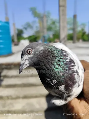 Teddy Female Pigeon