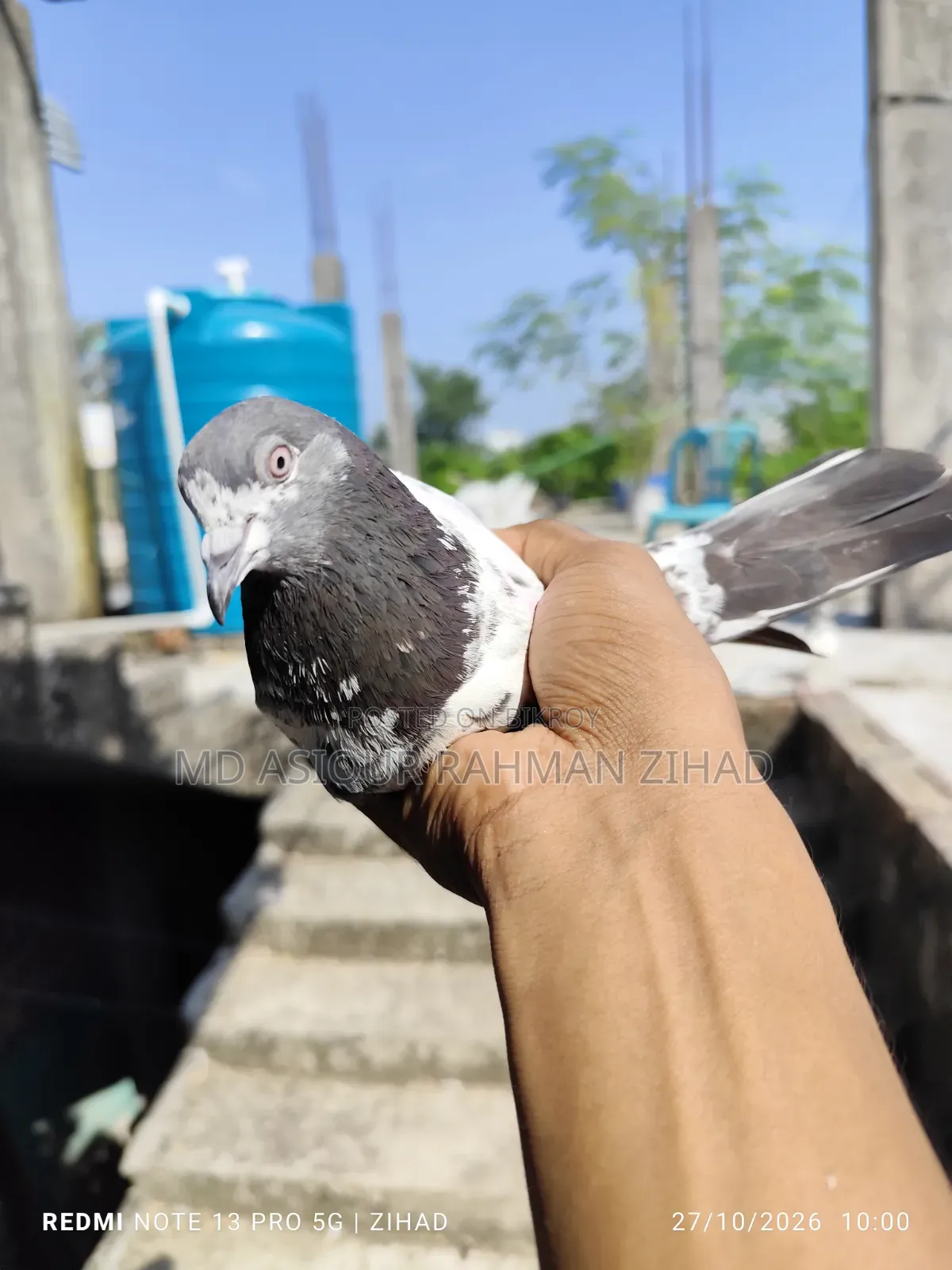 Teddy Female Pigeon