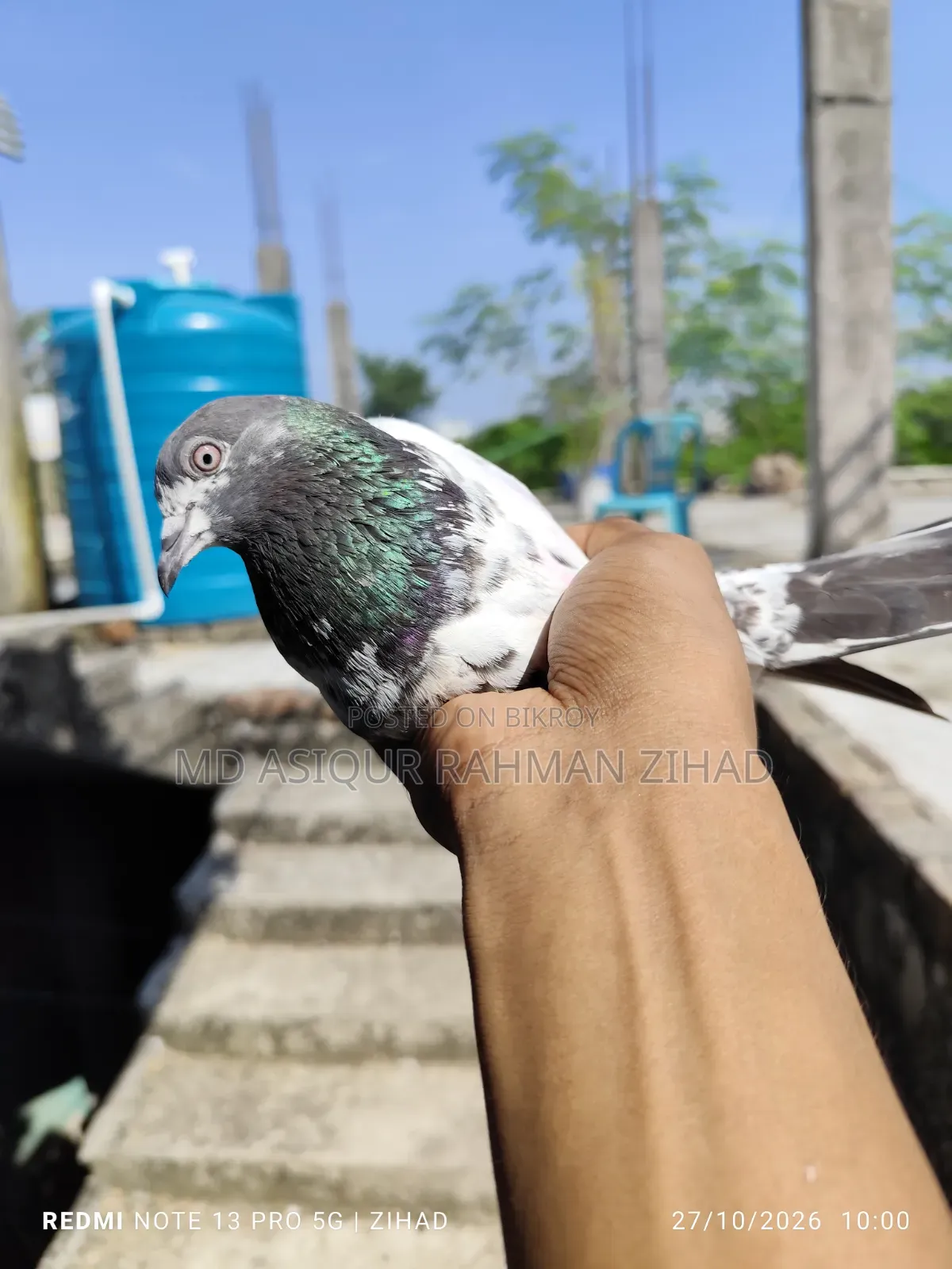 Teddy Female Pigeon
