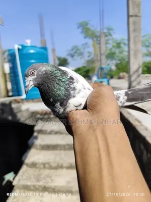 Teddy Female Pigeon