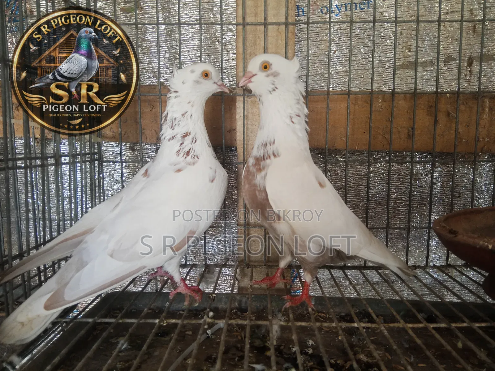A pair of breeding Golla pigeons