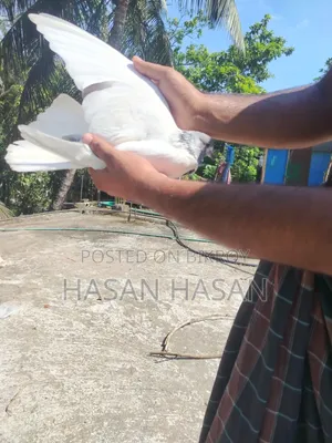 শিয়ালকুটি নর