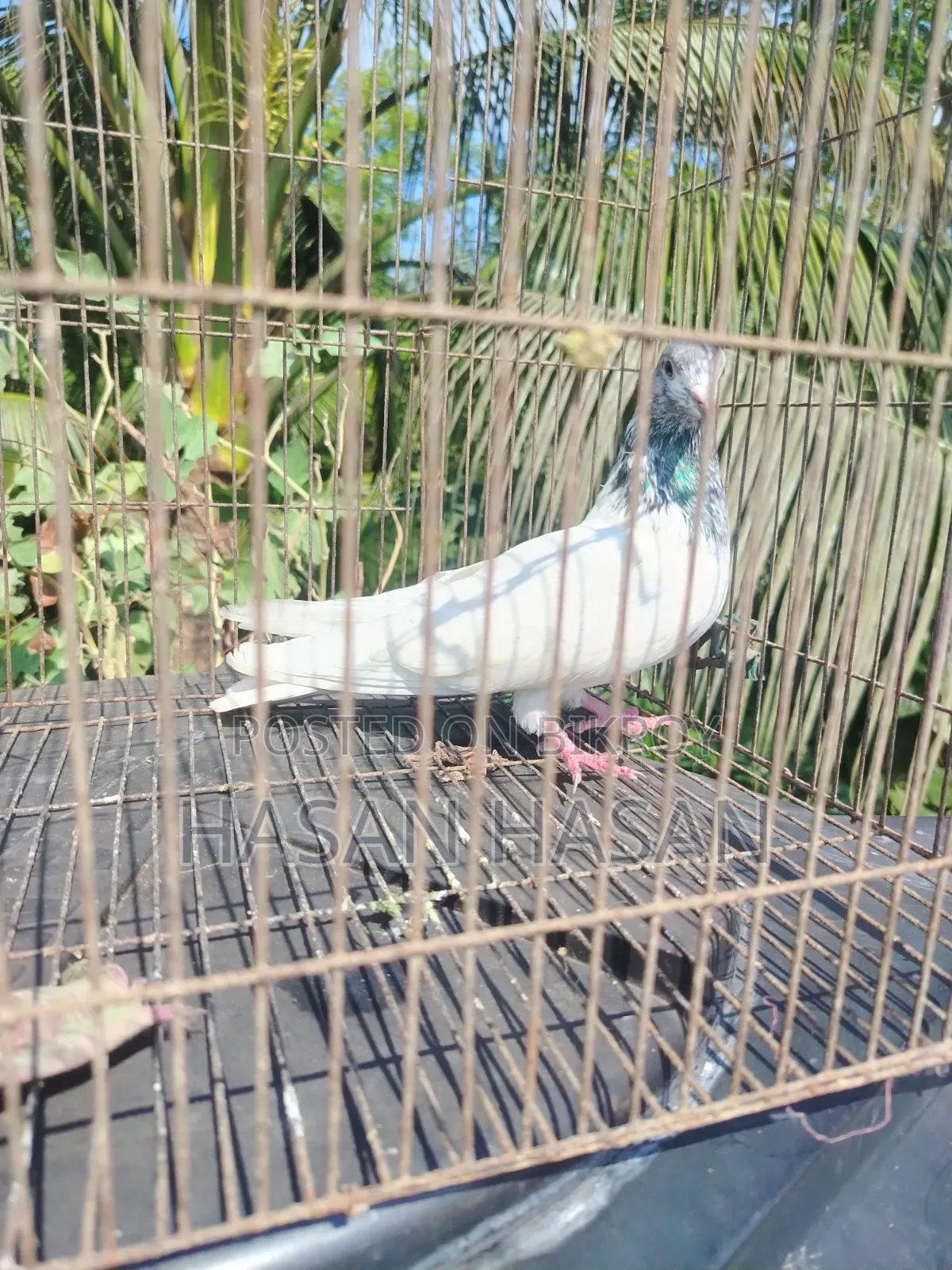 শিয়ালকুটি নর