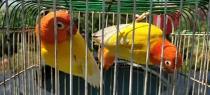 Lutino Love Bird