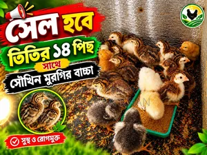তিতির মুরগির বাচ্ছা ..... ১৪ পিছ সেল হবে
