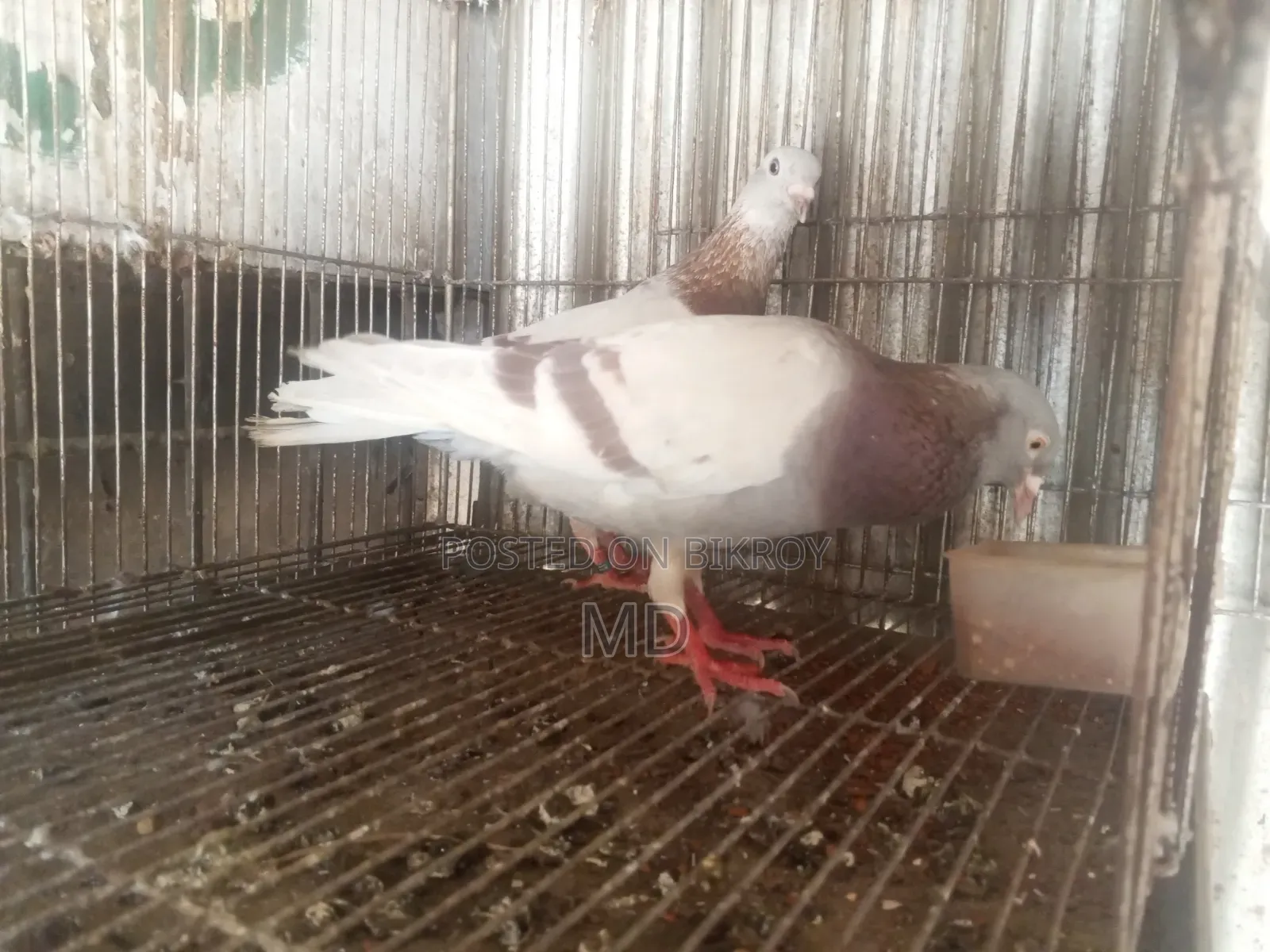 A pair of Milli Racer pigeons will be sold