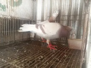 A pair of Milli Racer pigeons will be sold