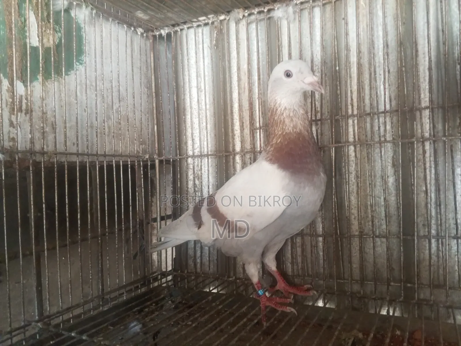 A pair of Milli Racer pigeons will be sold