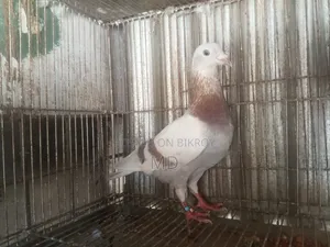 A pair of Milli Racer pigeons will be sold