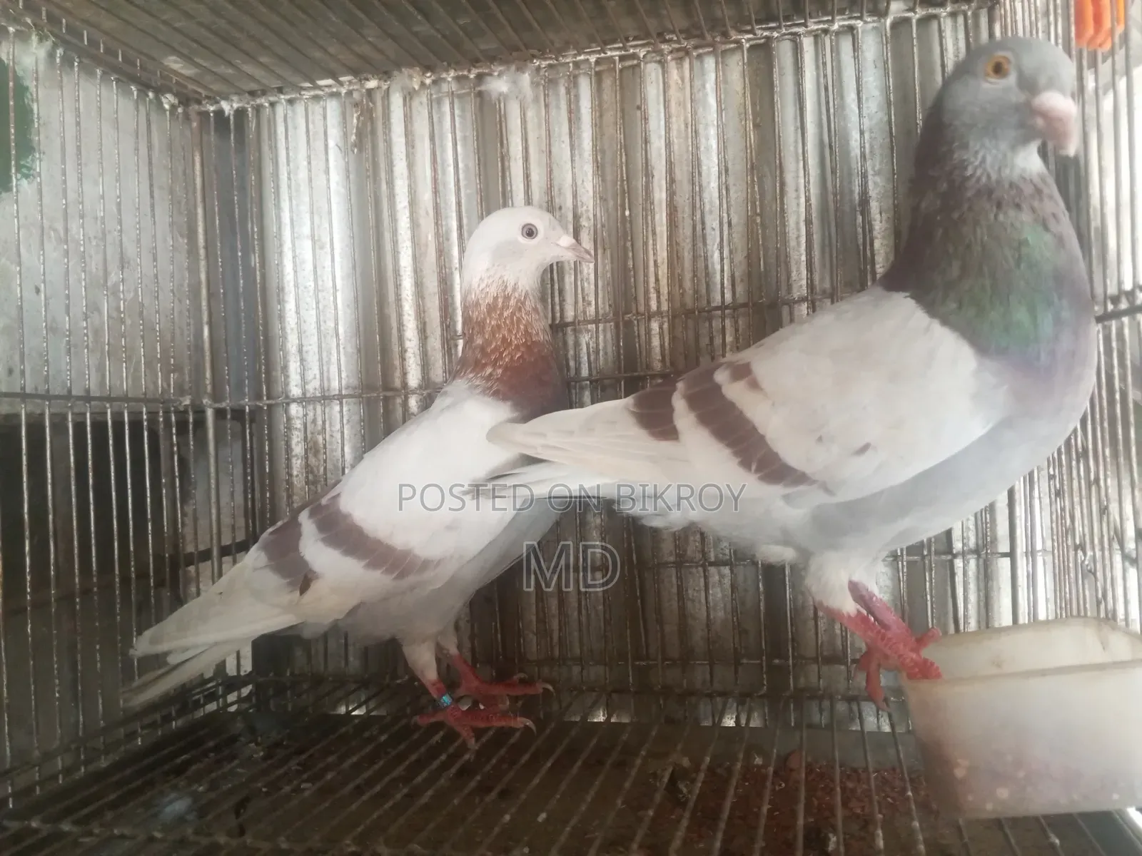 A pair of Milli Racer pigeons will be sold