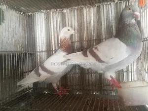A pair of Milli Racer pigeons will be sold