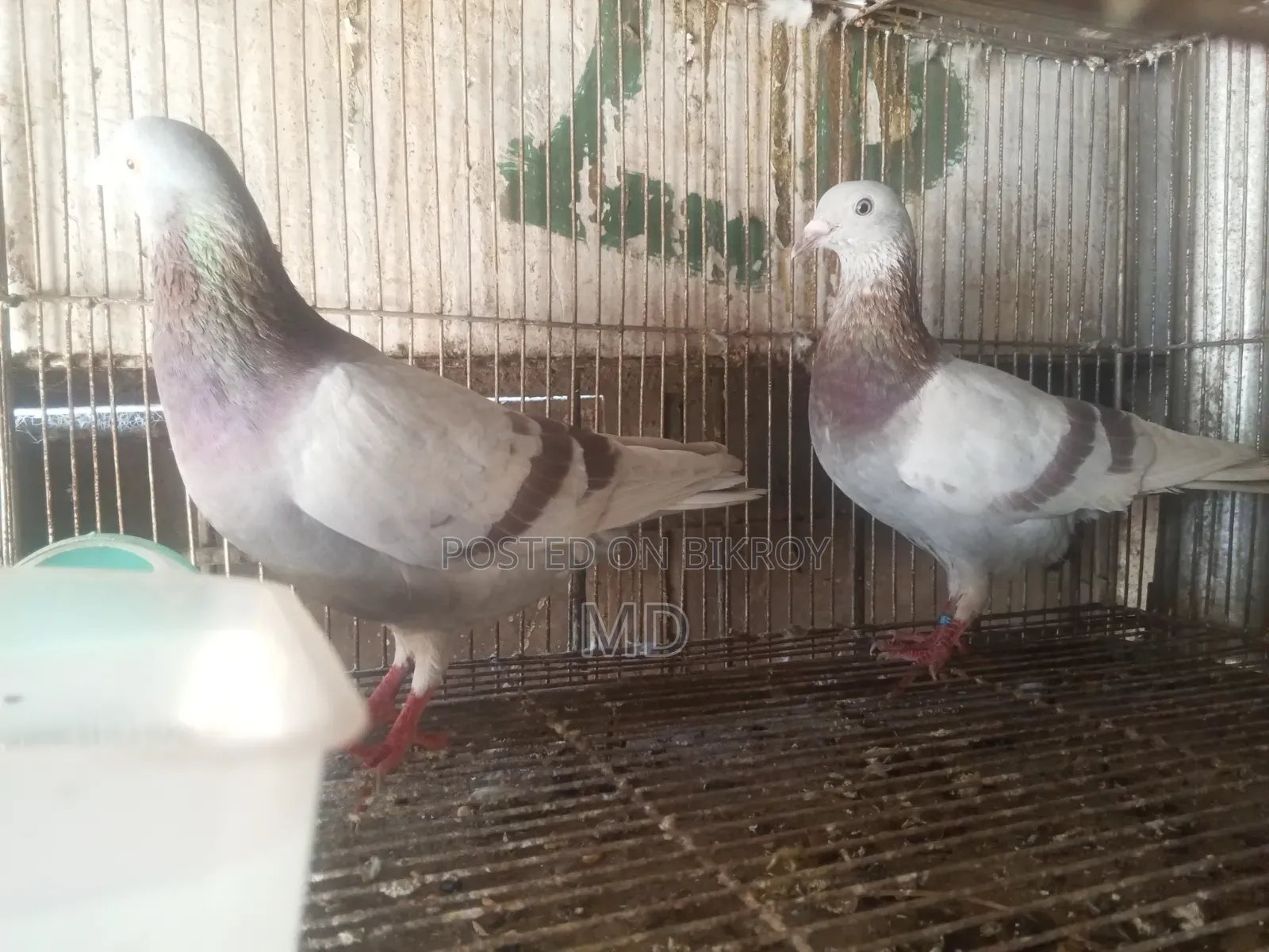 A pair of Milli Racer pigeons will be sold