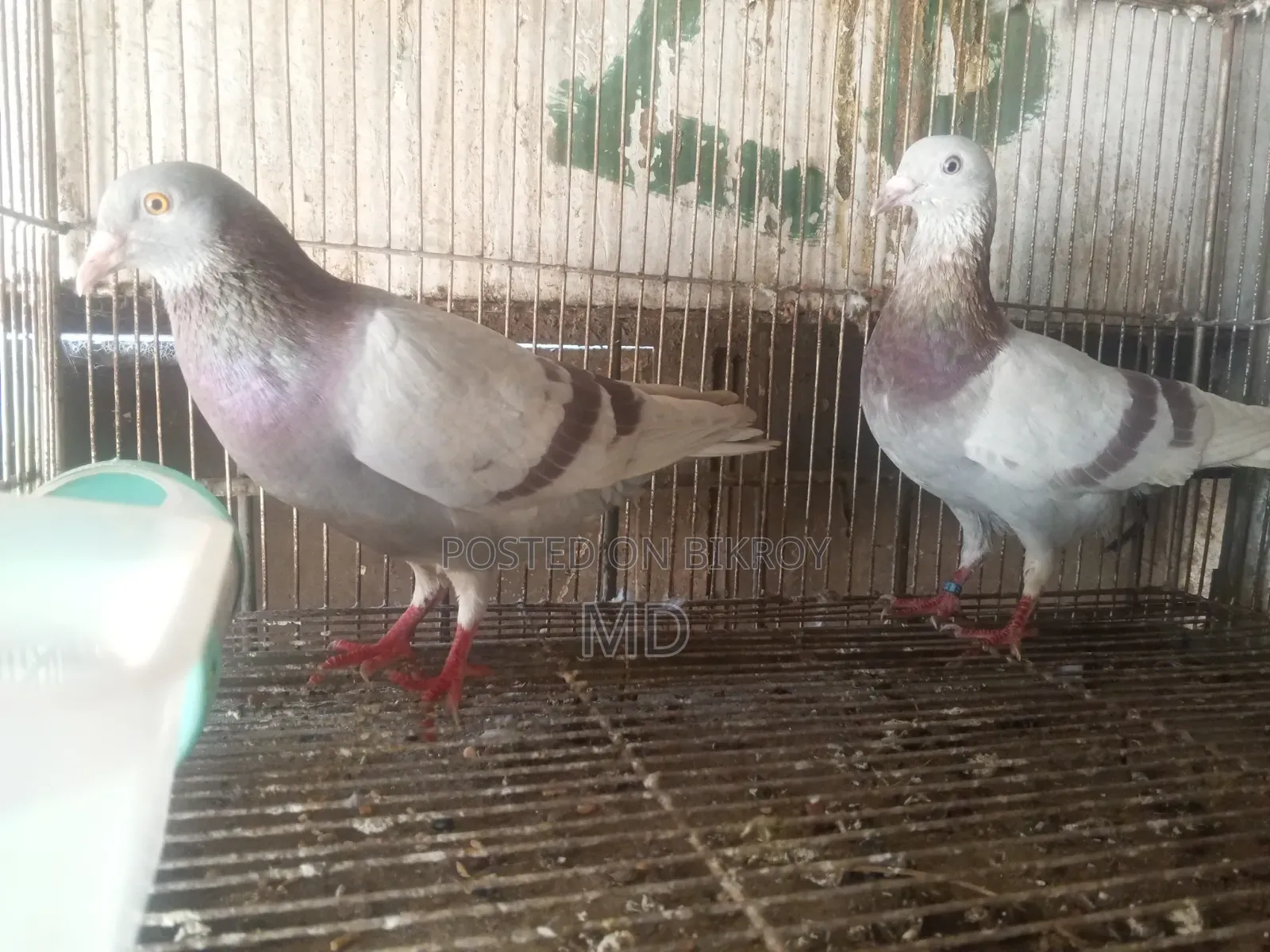 A pair of Milli Racer pigeons will be sold