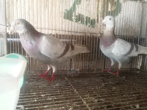 A pair of Milli Racer pigeons will be sold