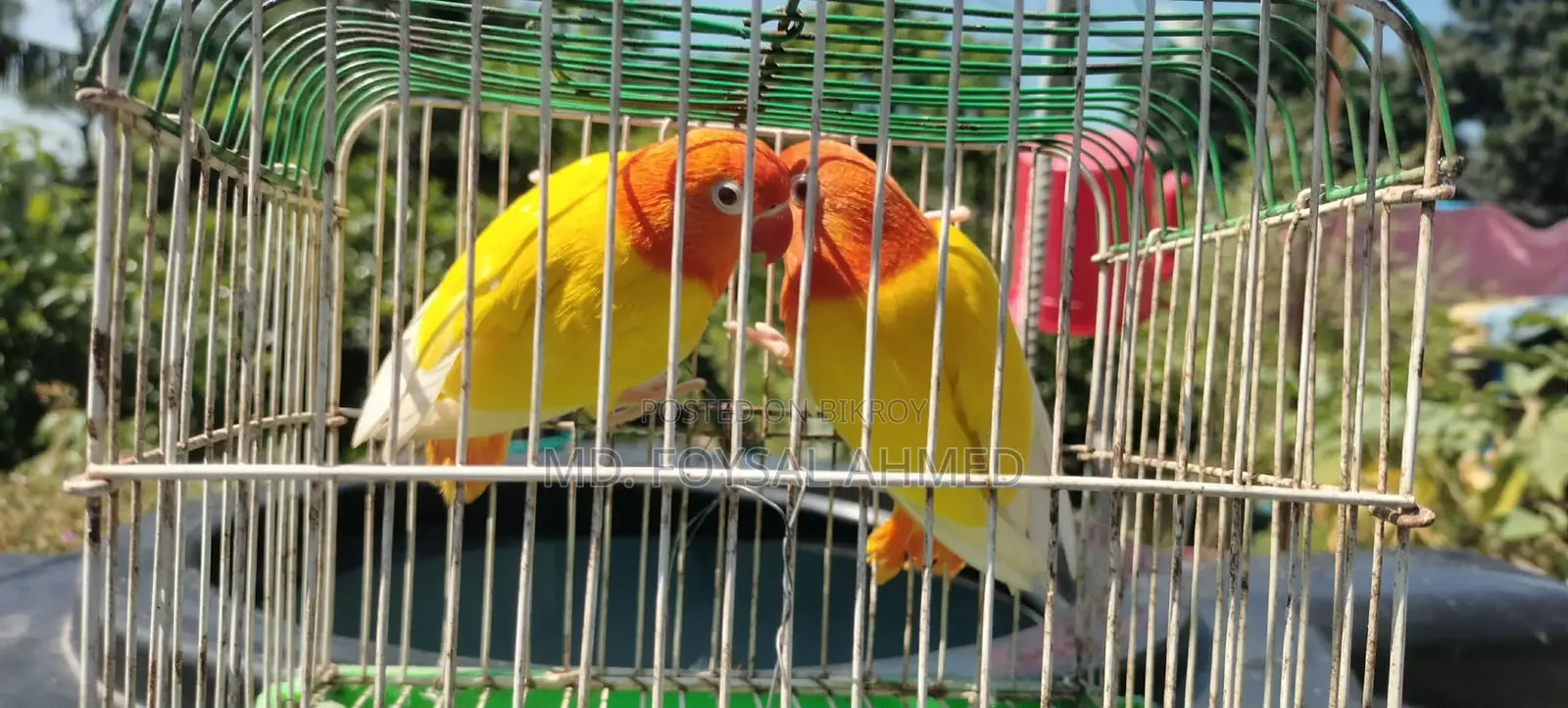 Lutino Love Bird