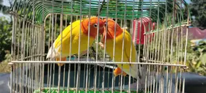 Lutino Love Bird