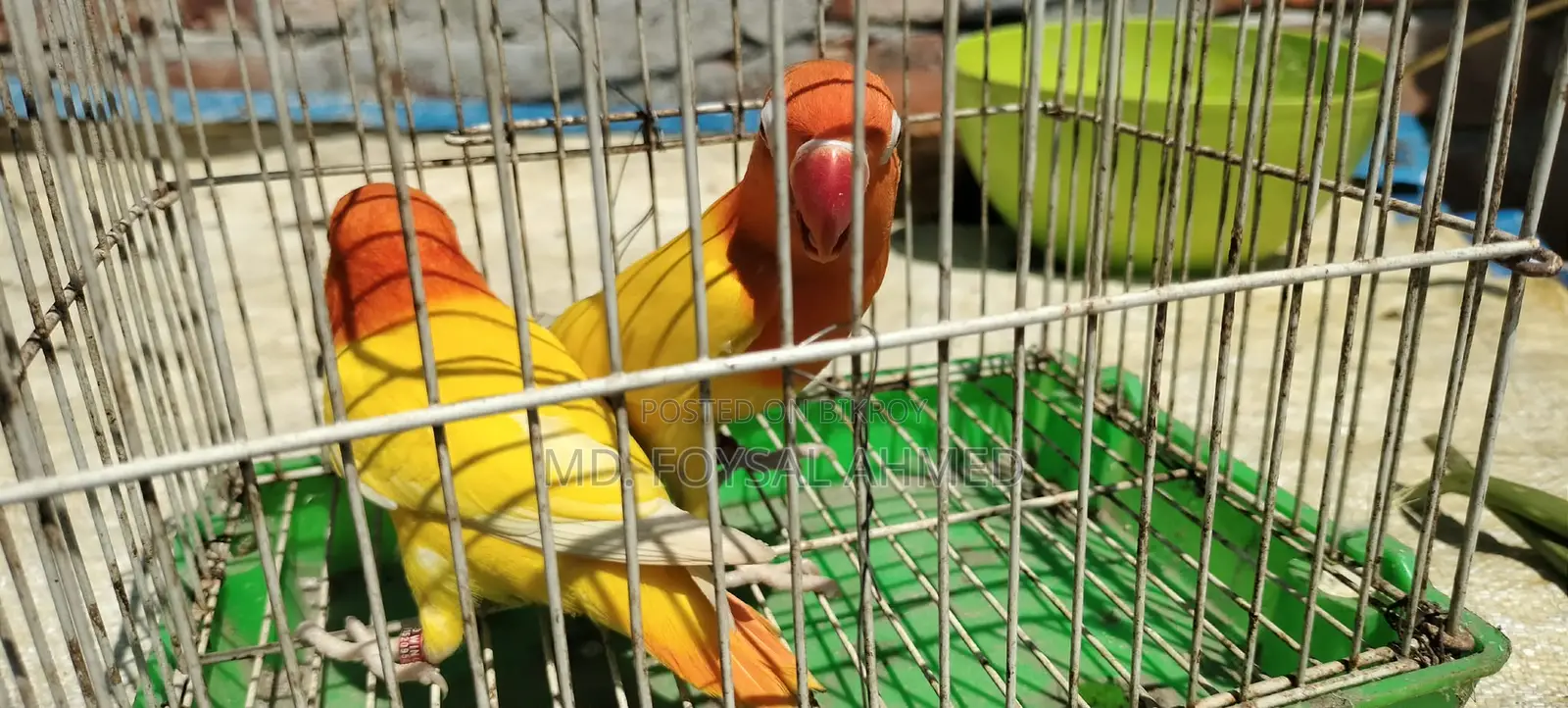 Lutino Love Bird