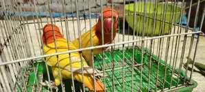 Lutino Love Bird