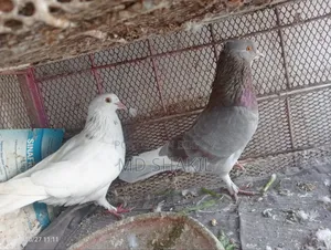 Pair of Pigeons