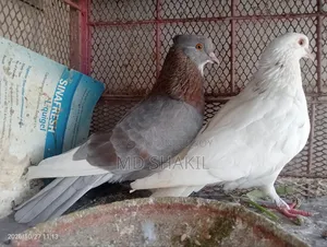 Pair of Pigeons