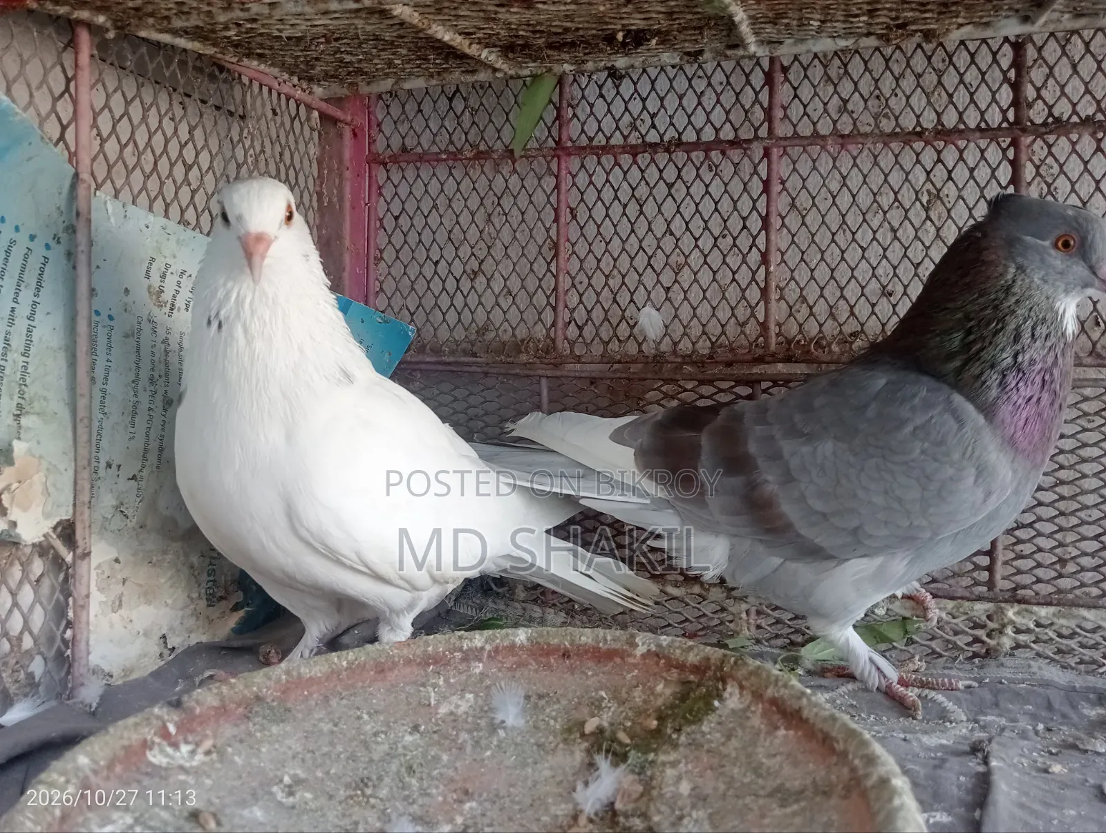 Pair of Pigeons