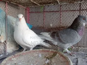 Pair of Pigeons