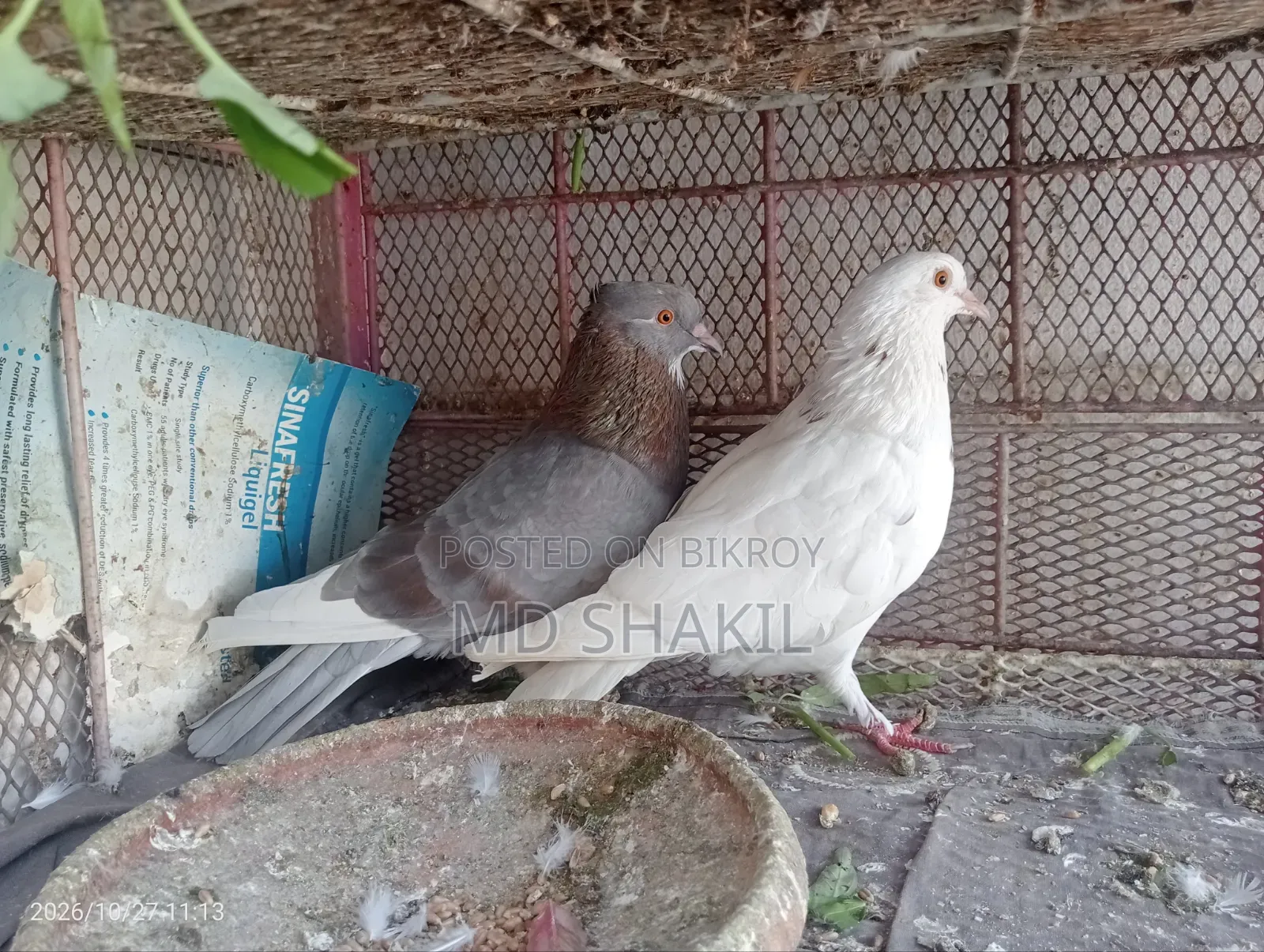 Pair of Pigeons
