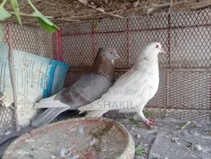 Pair of Pigeons