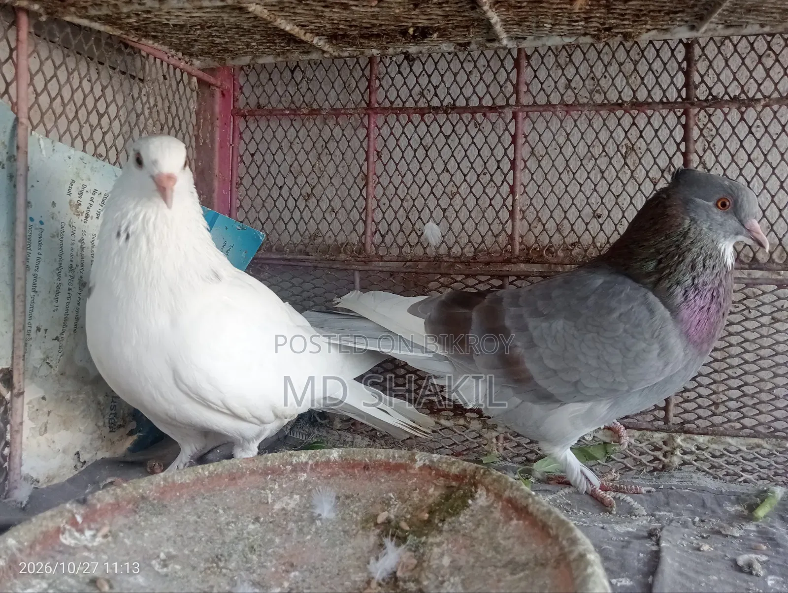Pair of Pigeons