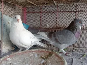 Pair of Pigeons
