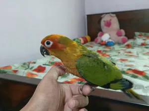 Sun Conure