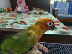 Sun Conure