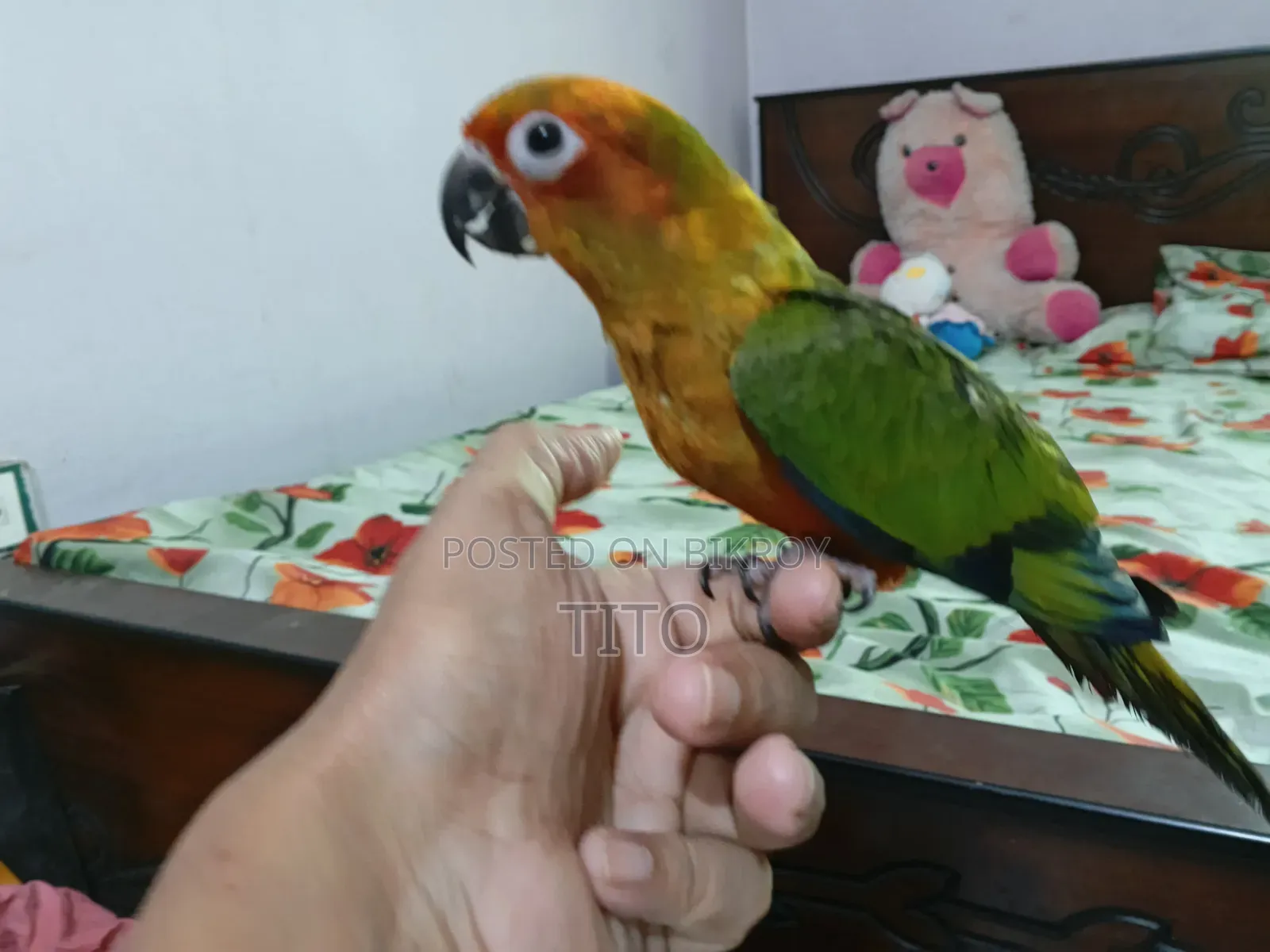 Sun Conure