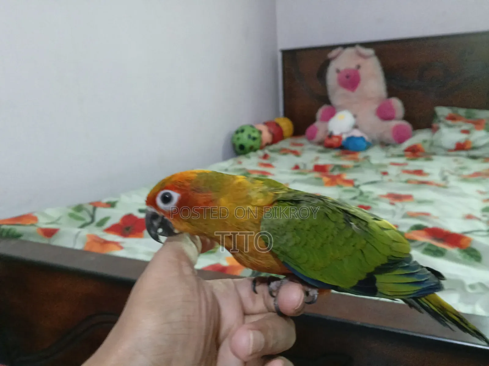 Sun Conure