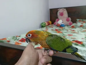Sun Conure