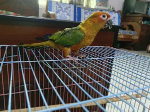 Sun Conure