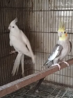 অ্যালবিনো এবং গ্রে ককাটিয়েল