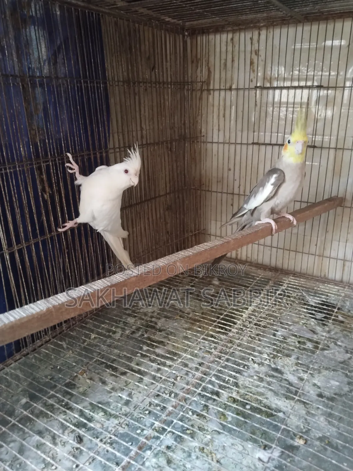 অ্যালবিনো এবং গ্রে ককাটিয়েল
