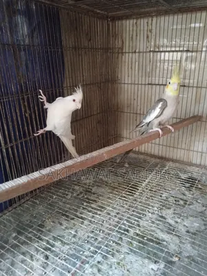 অ্যালবিনো এবং গ্রে ককাটিয়েল