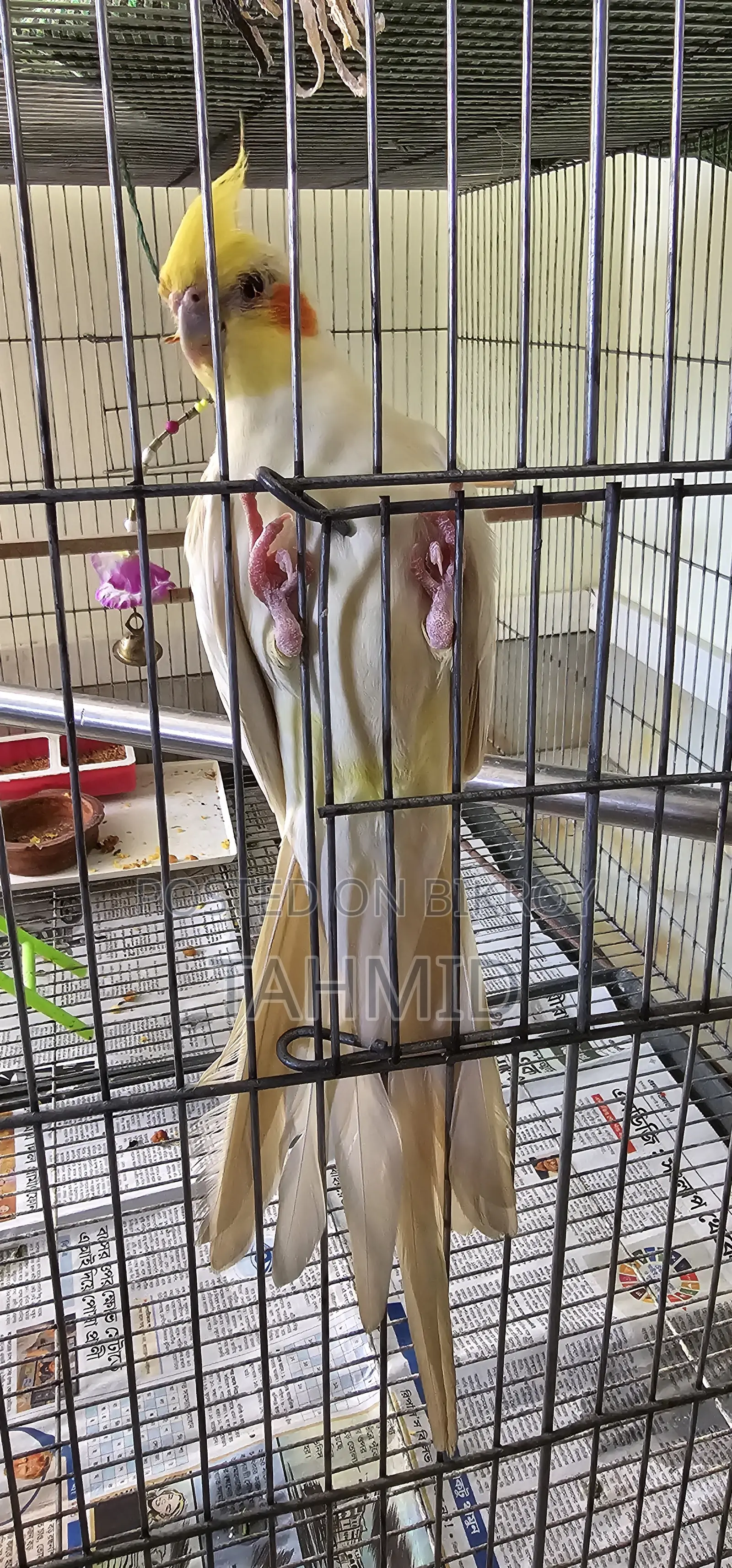 Cockatiel Lutino Pearl Male